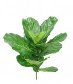Ficus lyrata (Tabaksplant), UVsafe, 77cm